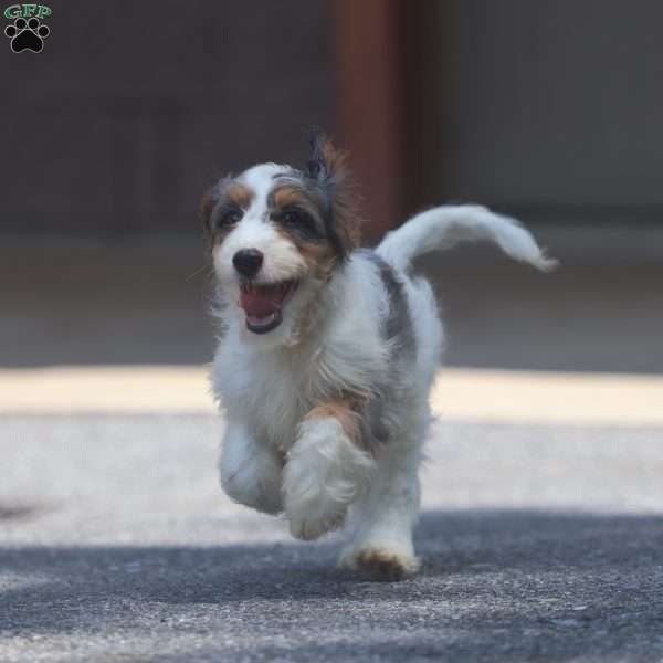Marshmallow, Cavapoo Puppy